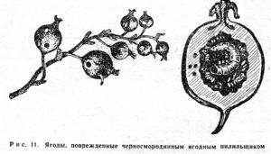 Черносмородинный ягодный плодовый пилильщик