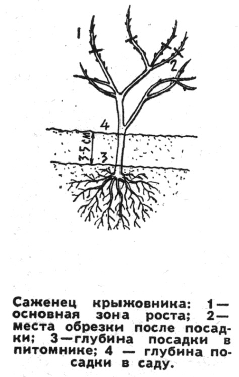 Корневая шейка саженца смородины фото