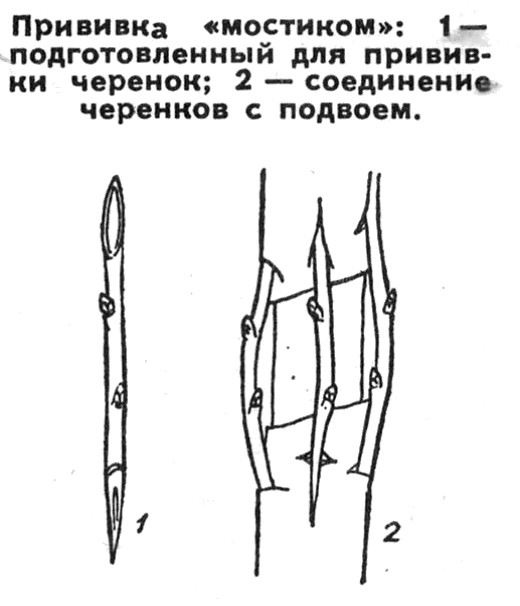Прививка мостиком на яблоне. Прививка мостиком. Прививка деревьев мостиком. Прививка мостиком при поврежденного.