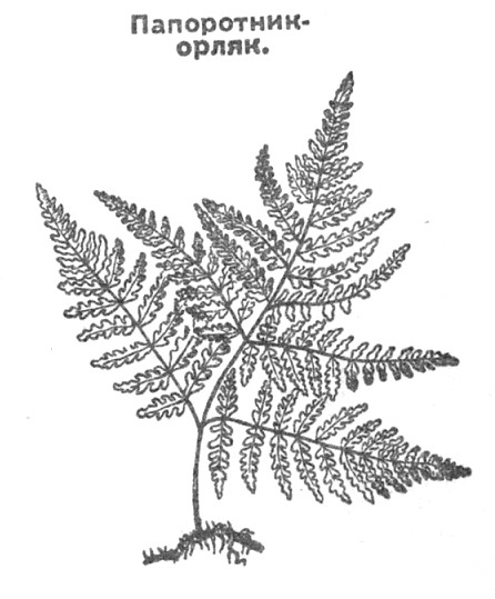 Папоротник орляк рисунок