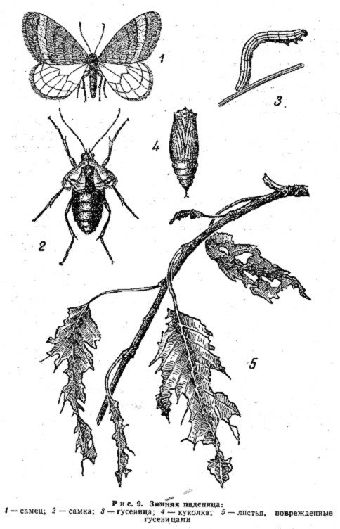 Рассмотрите рисунок с изображением бабочки березовой пяденицы и определите
